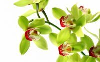 Орхидея Цимбидиум в ассортименте